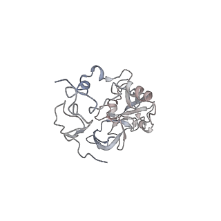 4316_6fti_A_v3-0
Cryo-EM Structure of the Mammalian Oligosaccharyltransferase Bound to Sec61 and the Programmed 80S Ribosome
