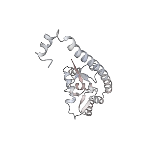 4316_6fti_O_v1-0
Cryo-EM Structure of the Mammalian Oligosaccharyltransferase Bound to Sec61 and the Programmed 80S Ribosome