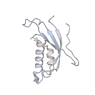 4316_6fti_d_v1-0
Cryo-EM Structure of the Mammalian Oligosaccharyltransferase Bound to Sec61 and the Programmed 80S Ribosome