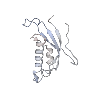 4316_6fti_d_v3-0
Cryo-EM Structure of the Mammalian Oligosaccharyltransferase Bound to Sec61 and the Programmed 80S Ribosome