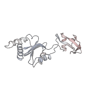 4316_6fti_s_v2-4
Cryo-EM Structure of the Mammalian Oligosaccharyltransferase Bound to Sec61 and the Programmed 80S Ribosome