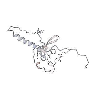 4317_6ftj_T_v1-0
Cryo-EM Structure of the Mammalian Oligosaccharyltransferase Bound to Sec61 and the Non-programmed 80S Ribosome