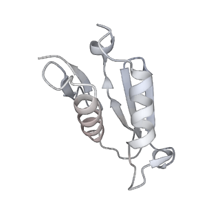 4317_6ftj_U_v2-4
Cryo-EM Structure of the Mammalian Oligosaccharyltransferase Bound to Sec61 and the Non-programmed 80S Ribosome