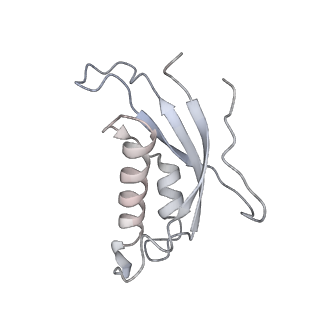 4317_6ftj_d_v2-4
Cryo-EM Structure of the Mammalian Oligosaccharyltransferase Bound to Sec61 and the Non-programmed 80S Ribosome