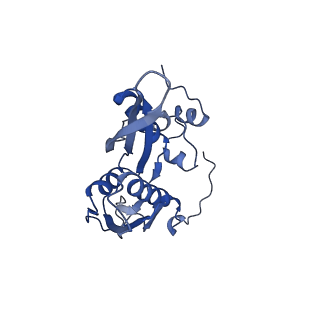 29495_8fvy_C_v1-1
40S subunit of the Giardia lamblia 80S ribosome