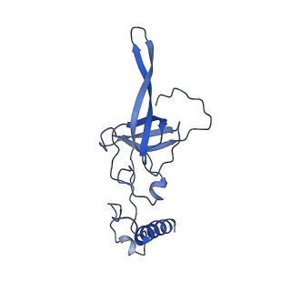 29495_8fvy_L_v1-1
40S subunit of the Giardia lamblia 80S ribosome
