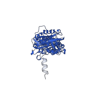 29654_8g0d_C_v1-2
Cryo-EM structure of TBAJ-876-bound Mycobacterium smegmatis ATP synthase rotational state 2 (backbone model)