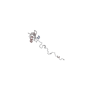 29685_8g2z_1G_v1-0
48-nm doublet microtubule from Tetrahymena thermophila strain CU428