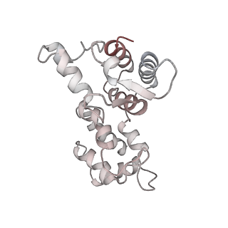 29685_8g2z_3E_v1-0
48-nm doublet microtubule from Tetrahymena thermophila strain CU428