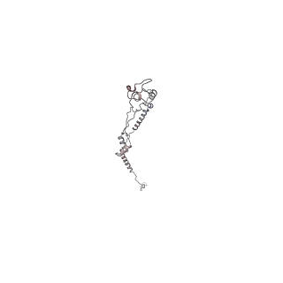 29685_8g2z_5F_v1-0
48-nm doublet microtubule from Tetrahymena thermophila strain CU428