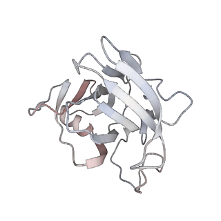 29685_8g2z_6Q_v1-0
48-nm doublet microtubule from Tetrahymena thermophila strain CU428