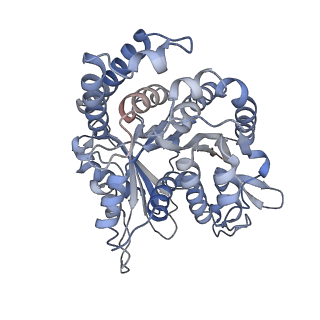 29685_8g2z_NH_v1-0
48-nm doublet microtubule from Tetrahymena thermophila strain CU428