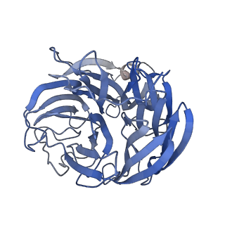 29686_8g30_P_v1-2
N2 neuraminidase of A/Tanzania/205/2010 H3N2 in complex with 4 FNI19 Fab molecules