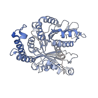 29692_8g3d_FE_v1-0
48-nm doublet microtubule from Tetrahymena thermophila strain K40R