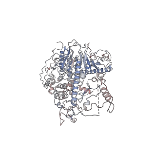 29747_8g5k_A_v1-0
Cryo-EM structure of the Wedge Alignment Complex (VIII) of Human Mitochondrial DNA Polymerase Gamma