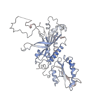 29750_8g5n_B_v1-0
Cryo-EM structure of the Guide loop Engagement Complex (VI) of Human Mitochondrial DNA Polymerase Gamma