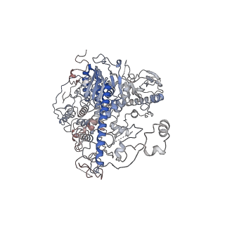 29751_8g5o_A_v1-0
Cryo-EM structure of the Guide loop Engagement Complex (IV) of Human Mitochondrial DNA Polymerase Gamma