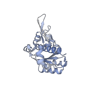 3439_5g5l_E_v1-3
RNA polymerase I-Rrn3 complex at 4.8 A resolution