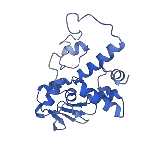 29819_8g7p_d_v1-1
Structure of the Escherichia coli 70S ribosome in complex with EF-Tu and Ile-tRNAIle(LAU) bound to the cognate AUA codon (Structure I)