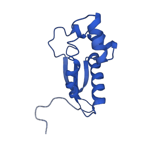 29820_8g7q_P_v1-1
Structure of the Escherichia coli 70S ribosome in complex with EF-Tu and Ile-tRNAIle(LAU) bound to the near-cognate AUG codon (Structure II)