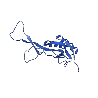 29821_8g7r_O_v1-1
Structure of the Escherichia coli 70S ribosome in complex with A-site tRNAIle(LAU) bound to the cognate AUA codon (Structure III)