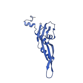 29821_8g7r_e_v1-1
Structure of the Escherichia coli 70S ribosome in complex with A-site tRNAIle(LAU) bound to the cognate AUA codon (Structure III)