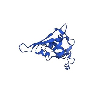 29822_8g7s_L_v1-1
Structure of the Escherichia coli 70S ribosome in complex with P-site tRNAIle(LAU) bound to the cognate AUA codon (Structure IV)