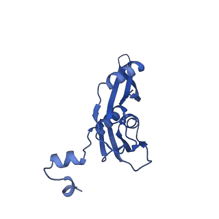 29822_8g7s_e_v1-1
Structure of the Escherichia coli 70S ribosome in complex with P-site tRNAIle(LAU) bound to the cognate AUA codon (Structure IV)