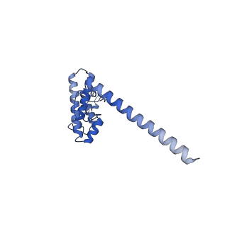 4369_6gaz_AO_v1-2
Unique features of mammalian mitochondrial translation initiation revealed by cryo-EM. This file contains the 28S ribosomal subunit.