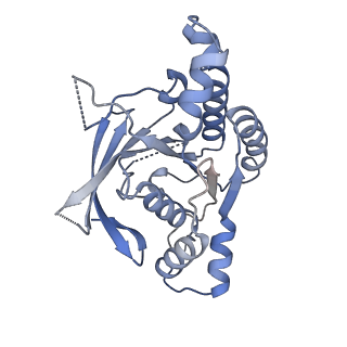 29917_8gbj_X_v1-2
Cryo-EM structure of a human BCDX2/ssDNA complex