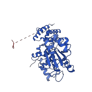 40082_8gj1_D_v1-0
E. coli clamp loader with open clamp on primed template DNA (form 2)