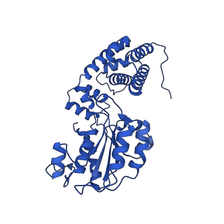 40082_8gj1_E_v1-0
E. coli clamp loader with open clamp on primed template DNA (form 2)