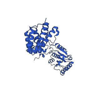 40083_8gj2_B_v1-0
E. coli clamp loader with closed clamp on primed template DNA