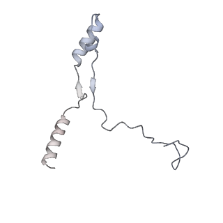 40220_8glv_6R_v1-2
96-nm repeat unit of doublet microtubules from Chlamydomonas reinhardtii flagella