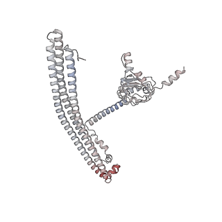 40220_8glv_Em_v1-2
96-nm repeat unit of doublet microtubules from Chlamydomonas reinhardtii flagella