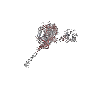 40220_8glv_Gl_v1-2
96-nm repeat unit of doublet microtubules from Chlamydomonas reinhardtii flagella