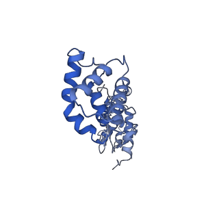40220_8glv_Gr_v1-2
96-nm repeat unit of doublet microtubules from Chlamydomonas reinhardtii flagella