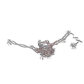 40220_8glv_Lc_v1-2
96-nm repeat unit of doublet microtubules from Chlamydomonas reinhardtii flagella