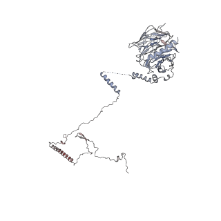 40220_8glv_Lp_v1-2
96-nm repeat unit of doublet microtubules from Chlamydomonas reinhardtii flagella