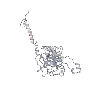 40220_8glv_zq_v1-2
96-nm repeat unit of doublet microtubules from Chlamydomonas reinhardtii flagella