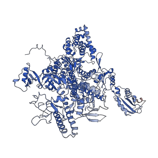 0038_6gml_A_v1-2
Structure of paused transcription complex Pol II-DSIF-NELF