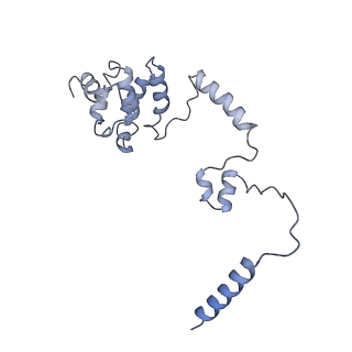 0038_6gml_U_v1-2
Structure of paused transcription complex Pol II-DSIF-NELF