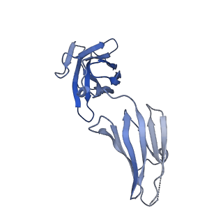 34173_8go8_I_v1-0
Structure of beta-arrestin1 in complex with a phosphopeptide corresponding to the human C5a anaphylatoxin chemotactic receptor 1, C5aR1