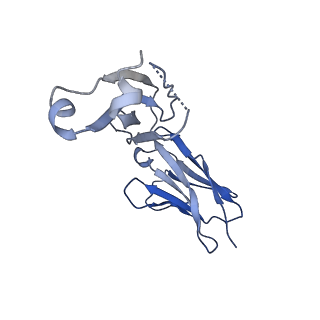 34173_8go8_L_v1-0
Structure of beta-arrestin1 in complex with a phosphopeptide corresponding to the human C5a anaphylatoxin chemotactic receptor 1, C5aR1