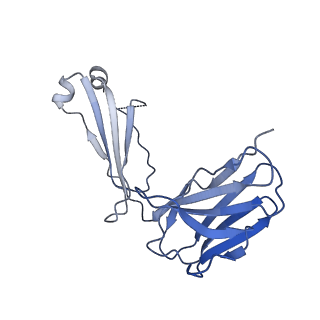 34174_8go9_C_v1-1
Structure of beta-arrestin2 in complex with a phosphopeptide corresponding to the human Atypical chemokine receptor 2, ACKR2 (D6R)