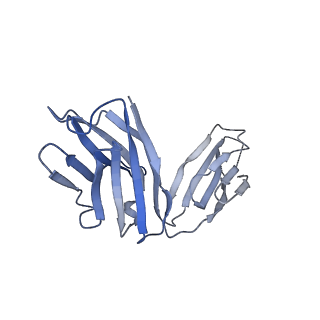 34174_8go9_D_v1-1
Structure of beta-arrestin2 in complex with a phosphopeptide corresponding to the human Atypical chemokine receptor 2, ACKR2 (D6R)