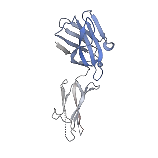 34175_8goc_H_v1-0
Structure of beta-arrestin2 in complex with a phosphopeptide corresponding to the human Vasopressin V2 receptor, V2R