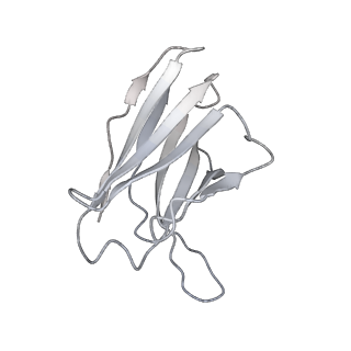 34259_8gto_H_v1-0
cryo-EM structure of Omicron BA.5 S protein in complex with XGv282
