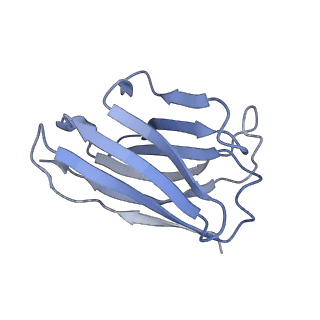 34263_8gtq_I_v1-0
cryo-EM structure of Omicron BA.5 S protein in complex with S2L20
