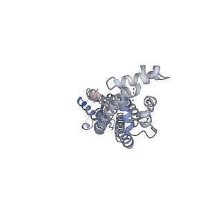 34265_8gtr_B_v1-0
CryoEM structure of human Pannexin isoform 3